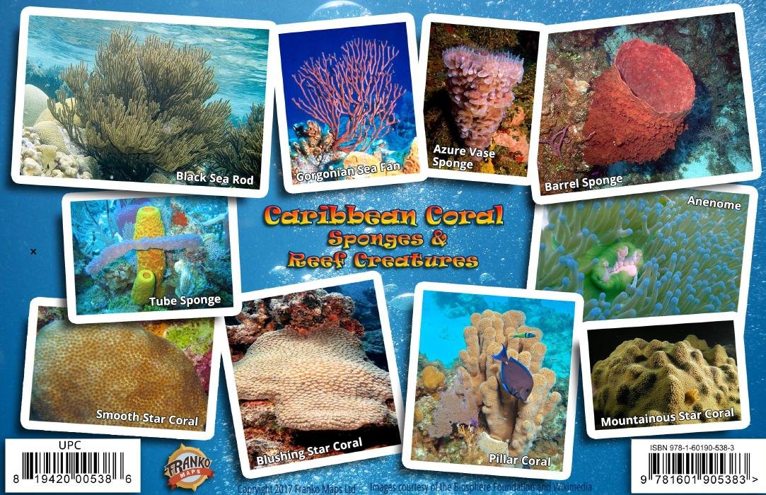 Panama Pacific Coral Reef Creatures Laminated Fish Card Franko Maps 