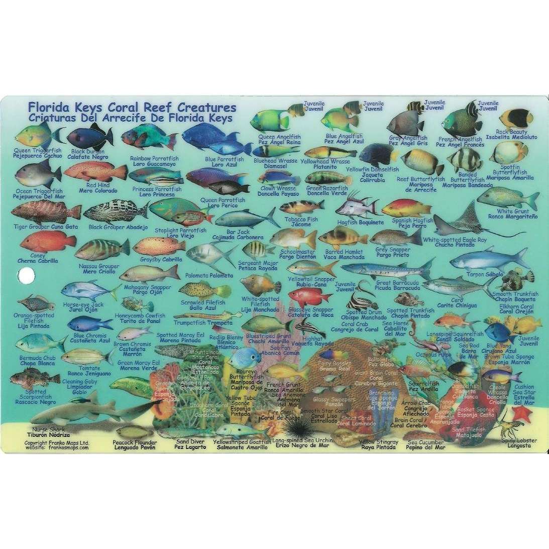 Turks & Caicos Sharks & Rays Laminated Fish Card by Franko Maps 