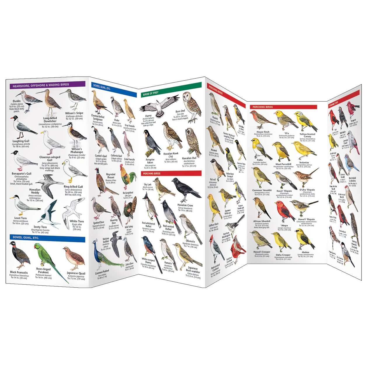 Outdoor Related Titles Field Guides Bird Identification Guides