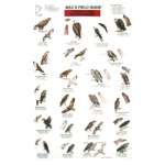 Bird Identification Guides :Birds of Prey of North America  (Laminated 2-Sided Card)