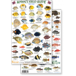 Fish & Sealife Identification Guides :Hawaii Reef Fish #2 (Laminated 2-Sided Card)