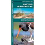 Aquarium Gifts and Books :Eastern Seashore Life