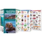 Beachcombing & Seashore Field Guides :California Seashore Life
