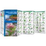 Plant & Flower Identification Guides :Great Lakes Trees & Wildflowers