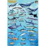 Fish & Sealife Identification Guides :Pacific Northwest Ocean & Kelp Creatures Guide LAMINATED CARD