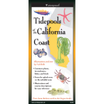 California :Tidepools of the California Coast