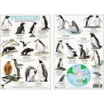 Aquarium Gifts and Books :Penguins from Around the World Field Guide (Laminated 2-Sided Card)