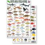 Fish & Sealife Identification Guides :Costa Rica Caribbean Reef Fish, Field Guide (Laminated 2-Sided Card)