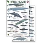 Fish & Sealife Identification Guides :Costa Rica Marine Mammals, Field Guide (Laminated 2-Sided Card)