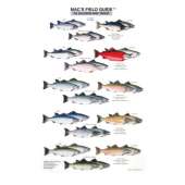 Fish & Sealife Identification Guides :Salmon and Trout of North America  (Laminated 2-Sided Card)