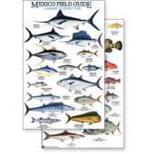 Fish & Sealife Identification Guides :Mexico: Caribbean Sport Fish (Laminated 2-Sided Card)