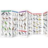 Caribbean Birds (Folding Pocket Guide)