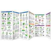 Edible Wild Plants (Folding Pocket Guide)