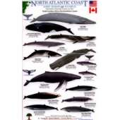 Fish & Sealife Identification Guides :North Atlantic Coast: Marine Mammals and Sea Turtles North Carolina, USA to Newfoundland, Canada