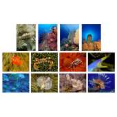 Postcards & Stationary :Sea and Aquarium Life Notecard Set C (12 pack)