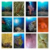Postcards & Stationary :Sea and Aquarium Life Notecard Set A (12 pack)