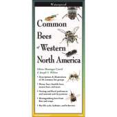 Insect Identification Guides :Common Bees of Western North America