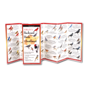 Bird Identification Guides :Sibley's Backyard Birds of the Southeast (Folding Guides)