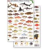 Aquarium Gifts and Books :Florida Reef Fish Field Guide (Laminated 2-Sided Card)