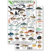 Fish & Sealife Identification Guides :Mexico Field Guide: Baja, Sea of Cortez Reef Fish (Laminated 2-Sided Card)