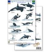 Aquarium Gifts and Books :North Pacific Killer Whales & Behaviors Field Guide (Laminated 2-Sided Card)