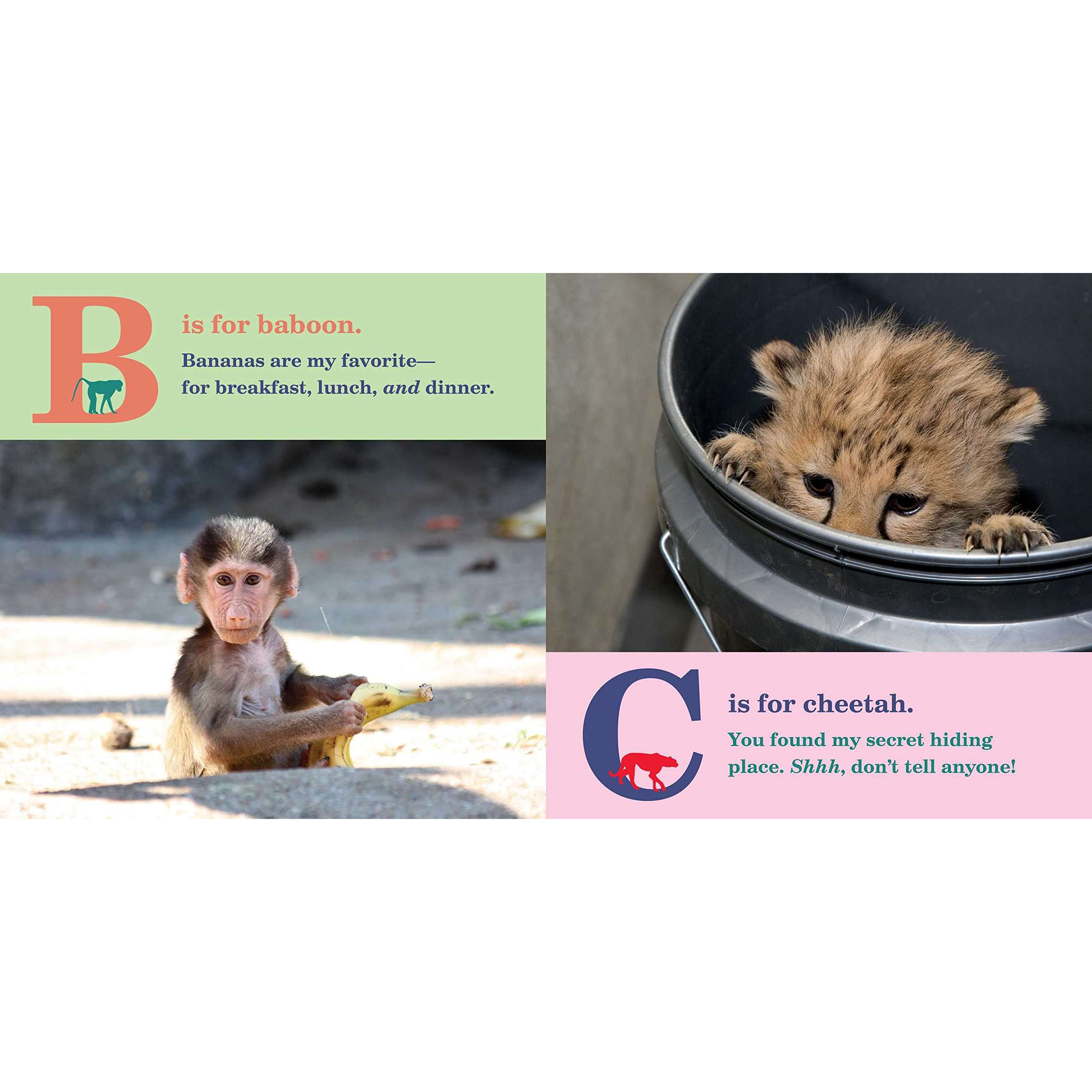 Gift Shop Books Children S Books Animals Baby Animals Abc Zooborns Paracay Com Wholesale Books