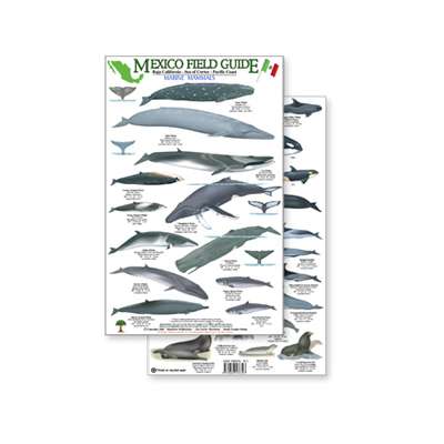 Fish & Sealife Identification Guides :Mexico Field Guide: Baja, Sea of Cortez Marine Mammal Guide (Laminated 2-Sided Card)