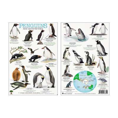 Aquarium Gifts and Books :Penguins from Around the World Field Guide (Laminated 2-Sided Card)