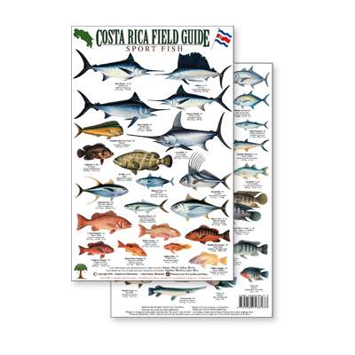 Fish & Sealife Identification Guides :Costa Rica Sport Fish Field Guide (Laminated 2-Sided Card)