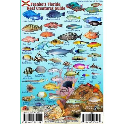 Details about   Franko Maps Florida Reef Creature Guide 4 X 6 Inch 