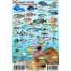 Fish & Sealife Identification Guides :Florida Reef Creatures Guide LAMINATED CARD