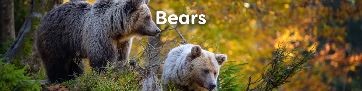 Wholesale Books about Bears