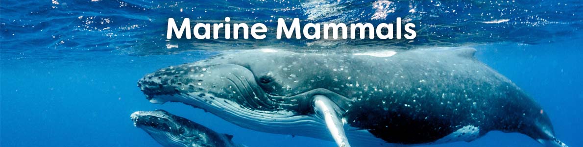 Books about Marine Mammals