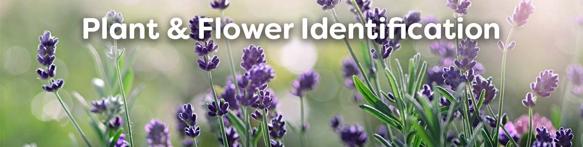 Plant, Herb, Flower Identification Guides