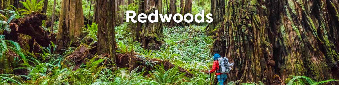 Wholesale Books about Redwood Trees