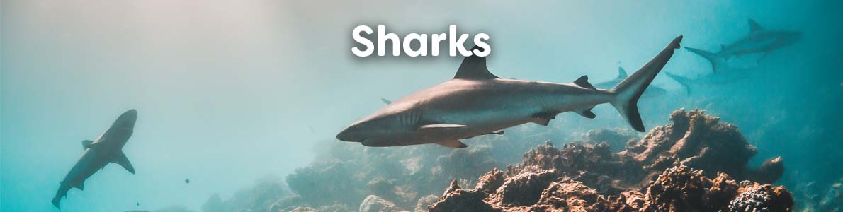 Wholesale Books about Sharks