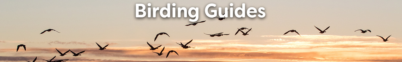 Birding Guides - Paracay