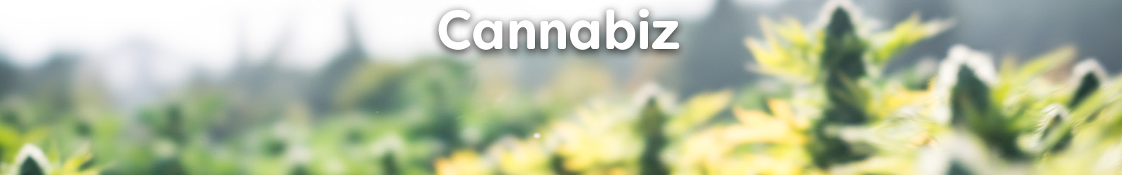 Cannabis - Paracay