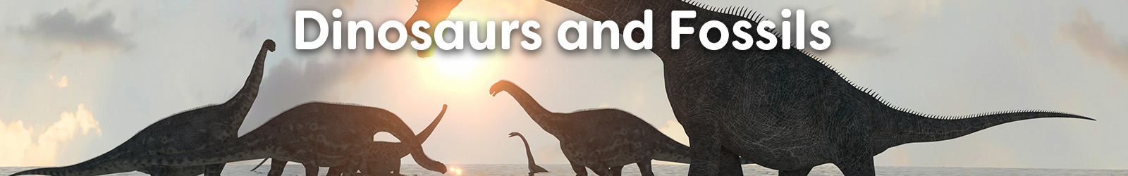 Dinosaurs Fossils - Paracay