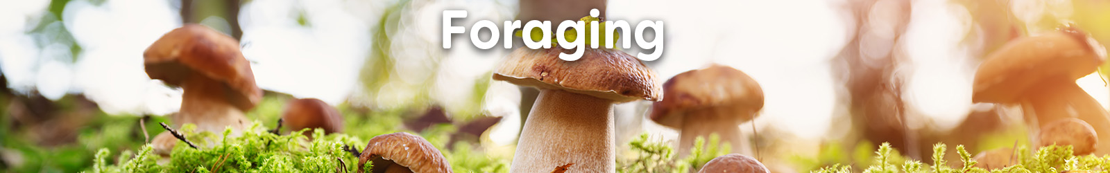foraging - Paracay