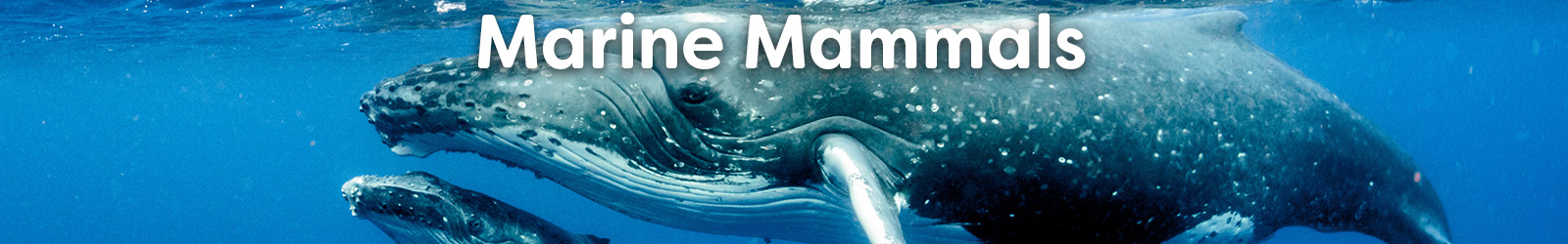 Marine Mammals - Paracay