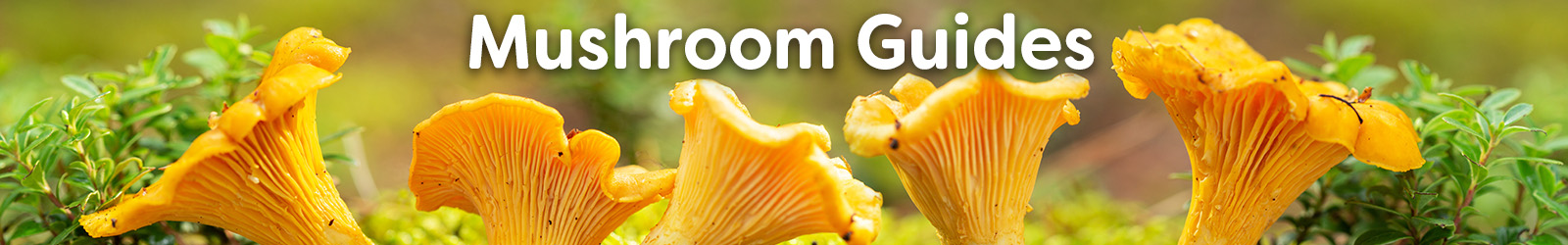 Mushrooms - Paracay