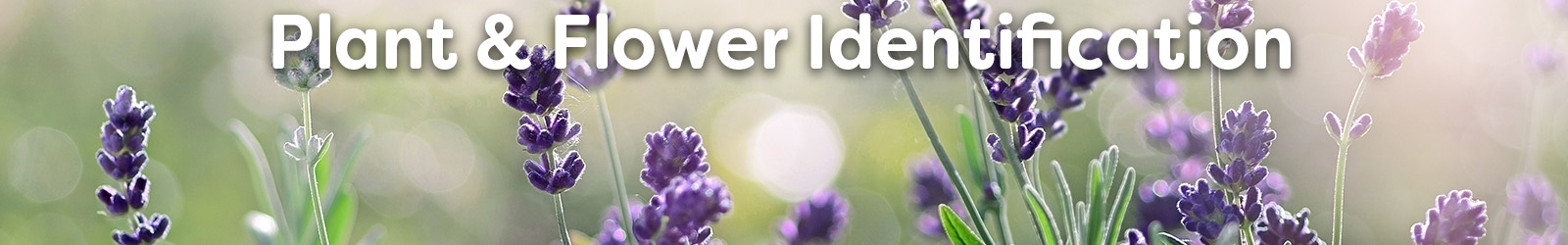 Plant and Flower Identification - Paracay