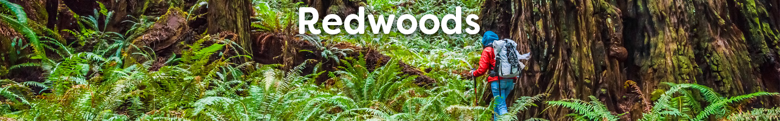Redwoods - Paracay