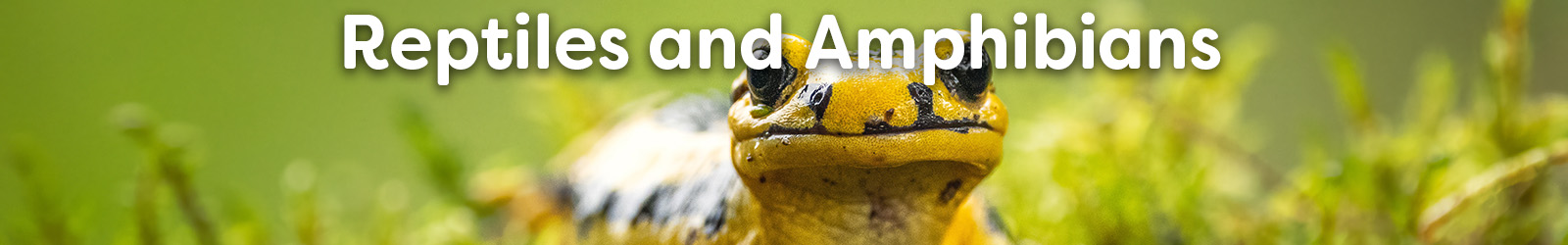 Reptiles & Amphibians - Paracay
