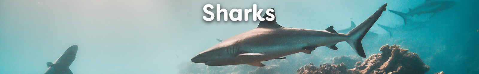 Sharks - Paracay