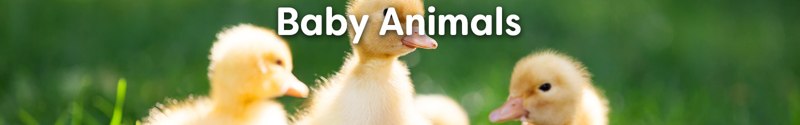 baby animal books - Paracay