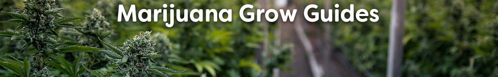 marijuana grow guides- Paracay