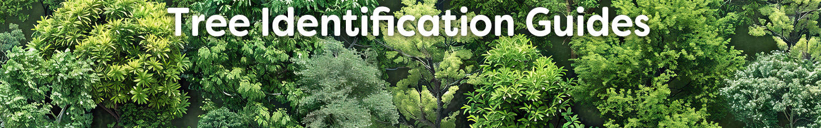 tree identification - Paracay