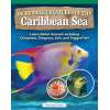 Incredible Creatures Of The Caribbean Sea - Book - Paracay